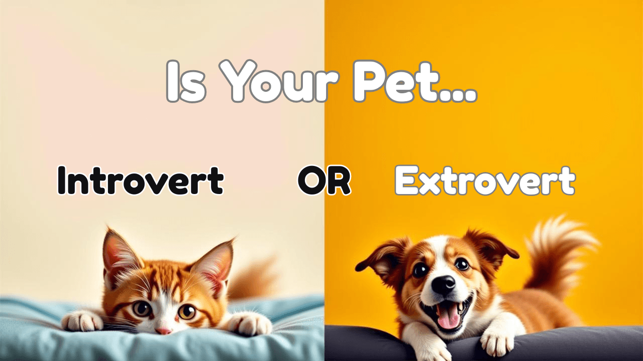 Discover Your Pet’s Personality Type with MyPetVillage